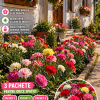 Butași de Garofițe Mix Premium – 6 Bucăți – 99 Lei