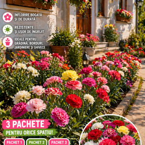 Butași de Garofițe Mix Premium – 18 Bucăți – 239 Lei