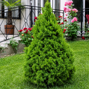 Picea Glauca Conica Premium