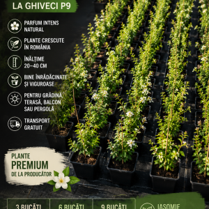 Iasomie Românească Parfumată la Ghiveci  – 9 Plante Premium – Transport Gratuit