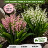 Lăcrămioare Mix Roz & Alb – 40 Rizomi · Pachet PREMIUM