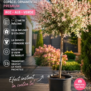 Salix Hakuro Nishiki PREMIUM la ghiveci – 5 bucăți – 1-1,2m – Transport Gratuit