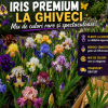 Iris Premium la ghiveci – Pachet 6 bucăți – Mix culori