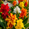 CANNA PREMIUM MIX CULORI — 3 BULBI — TRANSPORT GRATUIT
