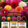 Dalii Premium MIX – 9 Rizomi de Colecție
