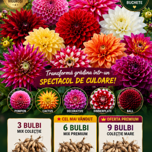 Dalii Premium MIX – 9 Rizomi de Colecție