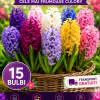 Pachet Zambile Colorate PREMIUM – 15 Bulbi