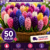 Pachet Zambile Colorate PREMIUM – 50 Bulbi