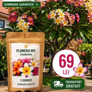 Pachet Starter – 5 Semințe Plumeria Mix (Frangipani) – 69 Lei
