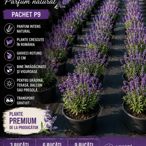 LAVANDĂ PREMIUM LA GHIVECI – 9 BUCĂȚI