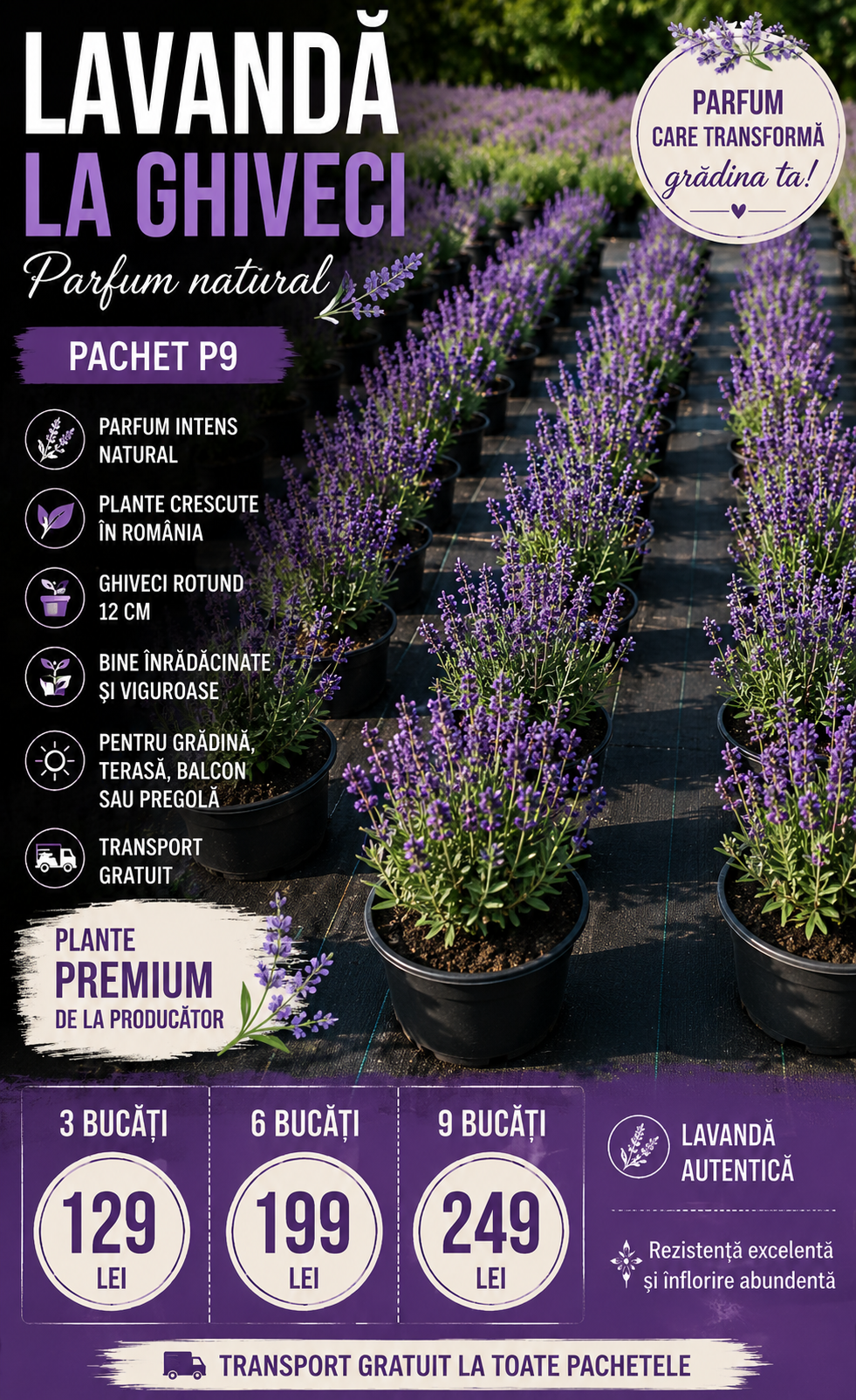 LAVANDĂ PREMIUM LA GHIVECI – 9 BUCĂȚI