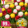 25 Bulbi Lalele Ice Cream Mix + 10 Bulbi Narcise Cadou – Transport Gratuit