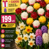 100 Bulbi Lalele Ice Cream Mix + 20 Narcise și 3 Zambile Cadou – Transport Gratuit
