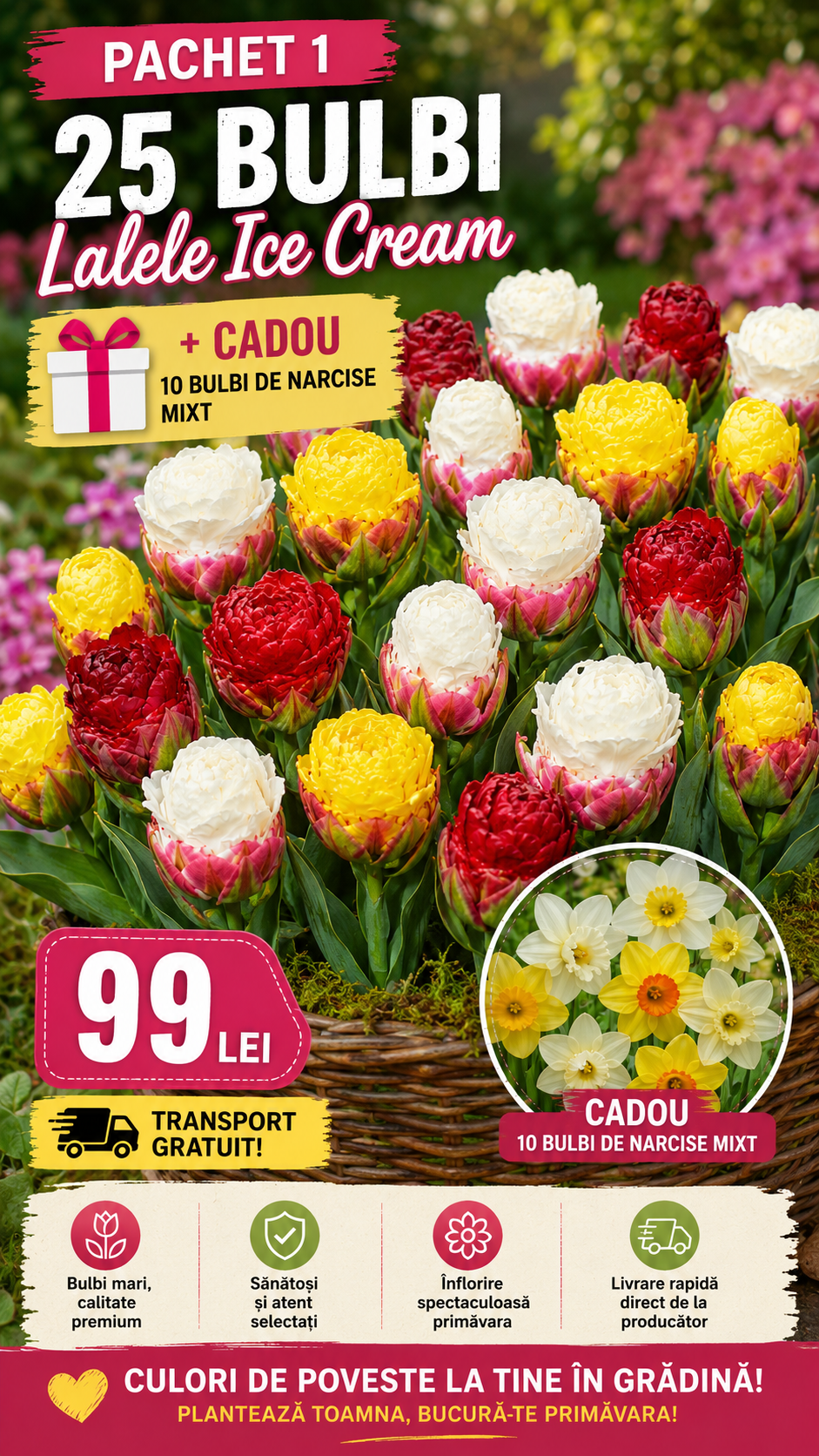25 Bulbi Lalele Ice Cream Mix + 10 Bulbi Narcise Cadou – Transport Gratuit