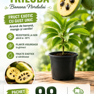 Pachet Paw Paw de Început -1 Plantă rezistena la ger