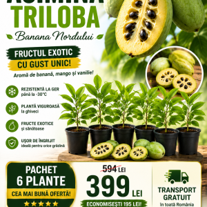Pachet Paw Paw Pro – Livadă de Familie 6 Plante (Asimina triloba) | Preț Special, Transport Gratuit