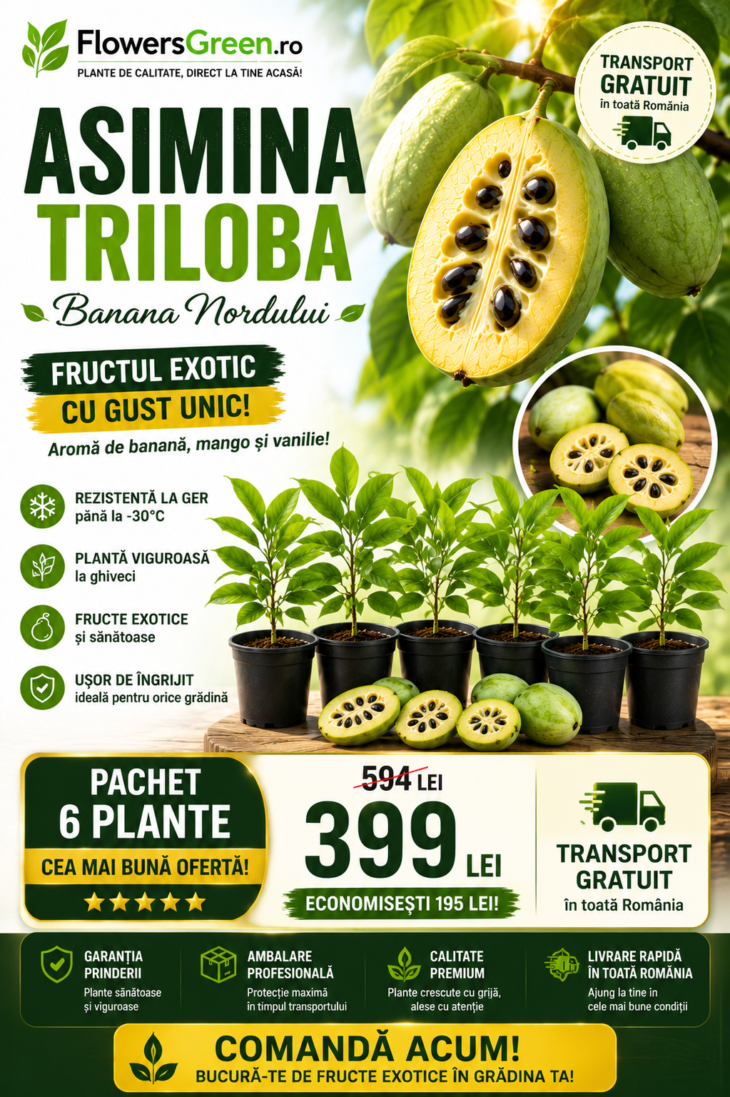 Pachet Paw Paw Pro – Livadă de Familie 6 Plante (Asimina triloba) | Preț Special, Transport Gratuit