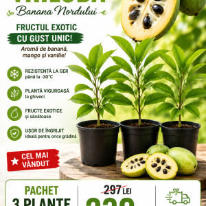 Pachet Paw Paw Premium – Set 3 Plante la Ghiveci | Polenizare Încrucișată, Transport Gratuit