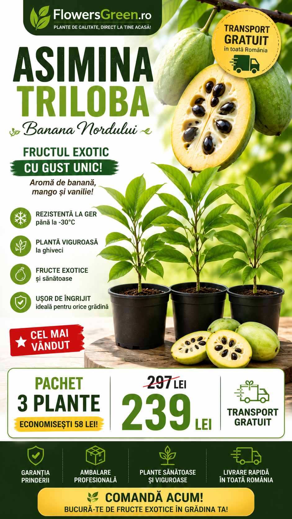 Pachet Paw Paw Premium – Set 3 Plante la Ghiveci | Polenizare Încrucișată, Transport Gratuit