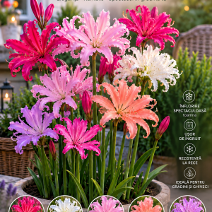 Bulbi Nerine Mix de Culori – 20 bucăți | Pachet Start