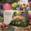 Grădina de Primăvară-Start – 35 de bulbi | 139 lei Transport gratuit