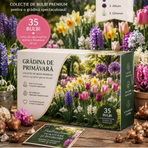 Grădina de Primăvară-Start – 35 de bulbi | 139 lei Transport gratuit