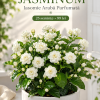 Jasminum Sambac – Iasomie Arabă Parfumată – 25 Semințe