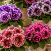 Semințe de Gloxinia – 50 semințe – Mix de culori