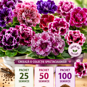 Semințe de Gloxinia – 100 semințe – Pachet Mare – Mix de culori
