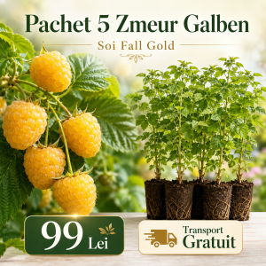 Pachet 5 Zmeur Galben Fall Gold – 99 Lei | Transport Gratuit