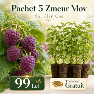Pachet 5 Zmeur Mov Glen Coe – 99 Lei | Transport Gratuit
