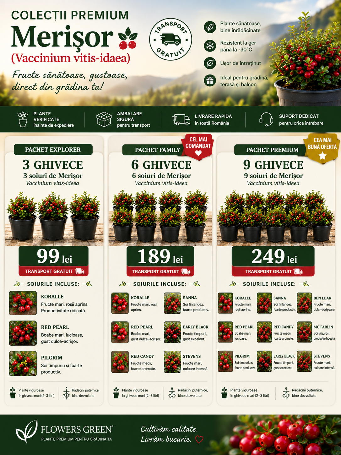 Hemerocallis Mix de Culori – pachete de 5, 10 și 20 rădăcini