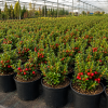 🌿 Pachet Explorer – 3 Soiuri Premium de Merișor (Vaccinium vitis-idaea) 99 Lei • Transport Gratuit