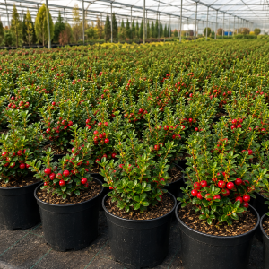 🌿 Pachet Explorer – 3 Soiuri Premium de Merișor (Vaccinium vitis-idaea) 99 Lei • Transport Gratuit