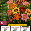 Hemerocallis Mix de Culori – Pachet 20 Rizomi – 299 Lei – Transport Gratuit
