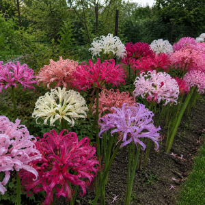 Bulbi Nerine Mix de Culori – 60 bucăți | Pachet Spectacol Floral