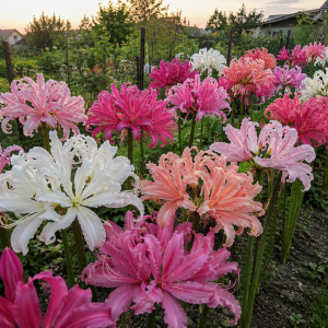 Bulbi Nerine Mix de Culori – 40 bucăți | Pachet Grădină Colorată