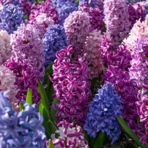 🌸 Bulbi de Zambile Mix – Pachet „Colț Parfumat”, 25 buc.