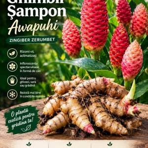 Shampoo Ginger Exotic – Zingiber zerumbet – Pachet 9 Rizomi