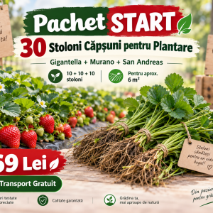 🍓 Pachet START – 30 Stoloni Căpșuni pentru Plantare – Gigantella + Murano + San Andreas – 10+10+10