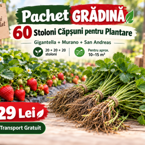 ⭐ Pachet GRĂDINĂ – 60 Stoloni Căpșuni pentru Plantare – Gigantella + Murano + San Andreas – 20+20+20