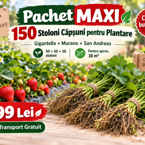 👑 Pachet MAXI – 150 Stoloni Căpșuni pentru Plantare – Gigantella + Murano + San Andreas – 50+50+50