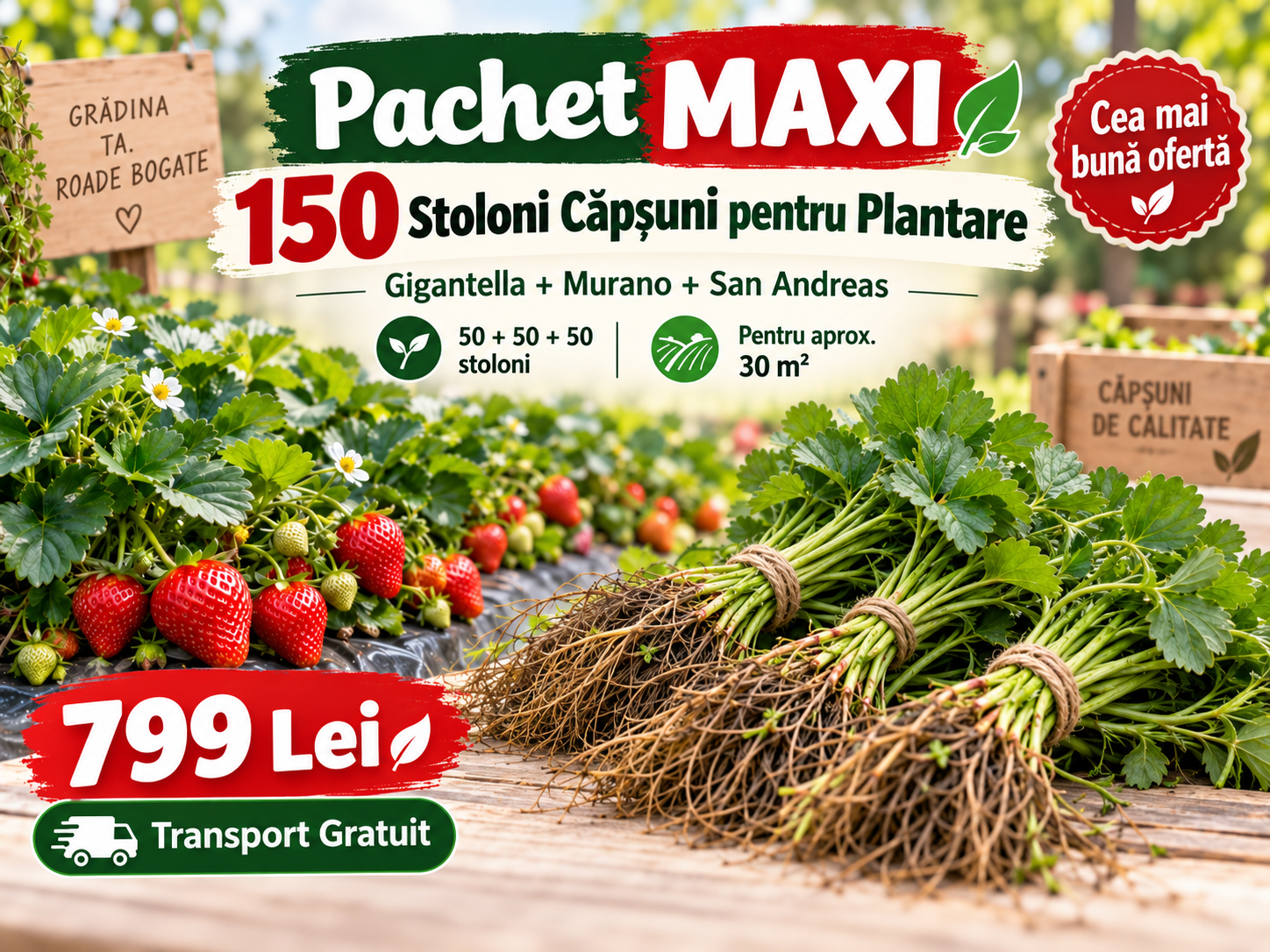 👑 Pachet MAXI – 150 Stoloni Căpșuni pentru Plantare – Gigantella + Murano + San Andreas – 50+50+50