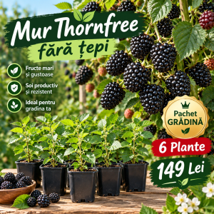 Mur Thornfree Fără Țepi – Pachet GRĂDINĂ -Transport GRATUIT– 6 Plante – 149 Lei