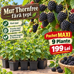 Mur Thornfree Fără Țepi – Pachet MAXI -Transport GRATUIT– 9 Plante – 199 Lei