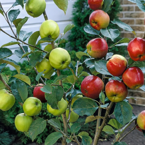 Măr DUO Bramley + Braeburn – 2 soiuri pe același pom