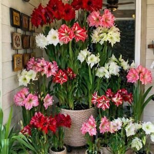 Amaryllis – Colecția de 15 bulbi – Toate culorile – Transport gratuit