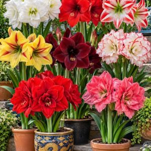 Amaryllis – 3 bulbi