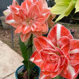 Amaryllis – 1 bulb