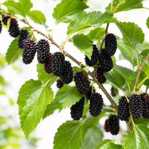 Dud Negru – Pom Fructifer, 1 Bucată – 99 Lei